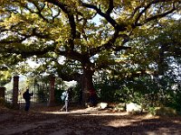 DSC 3744  -  LA GRANDE QUERCIA