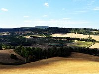 DSC 9333  -  VIGNETI DI VERNACCIA