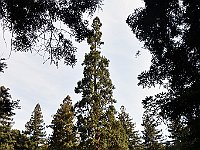 DSC 9951  -  SEQUOIA