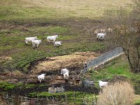 P1020103  -  ALLEVAMENTO DI CHIANINA