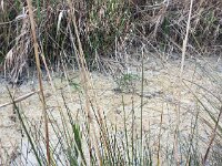 28  -   SORGENTI FERROSE